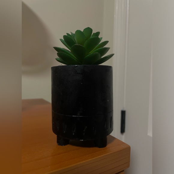 Succulent - Picture 2 of 2